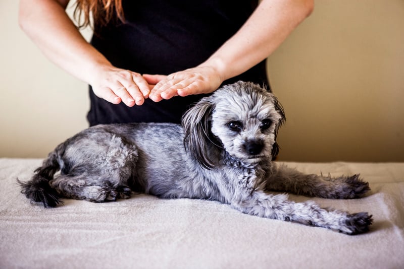 Person Doing Reiki Healing on a Dog